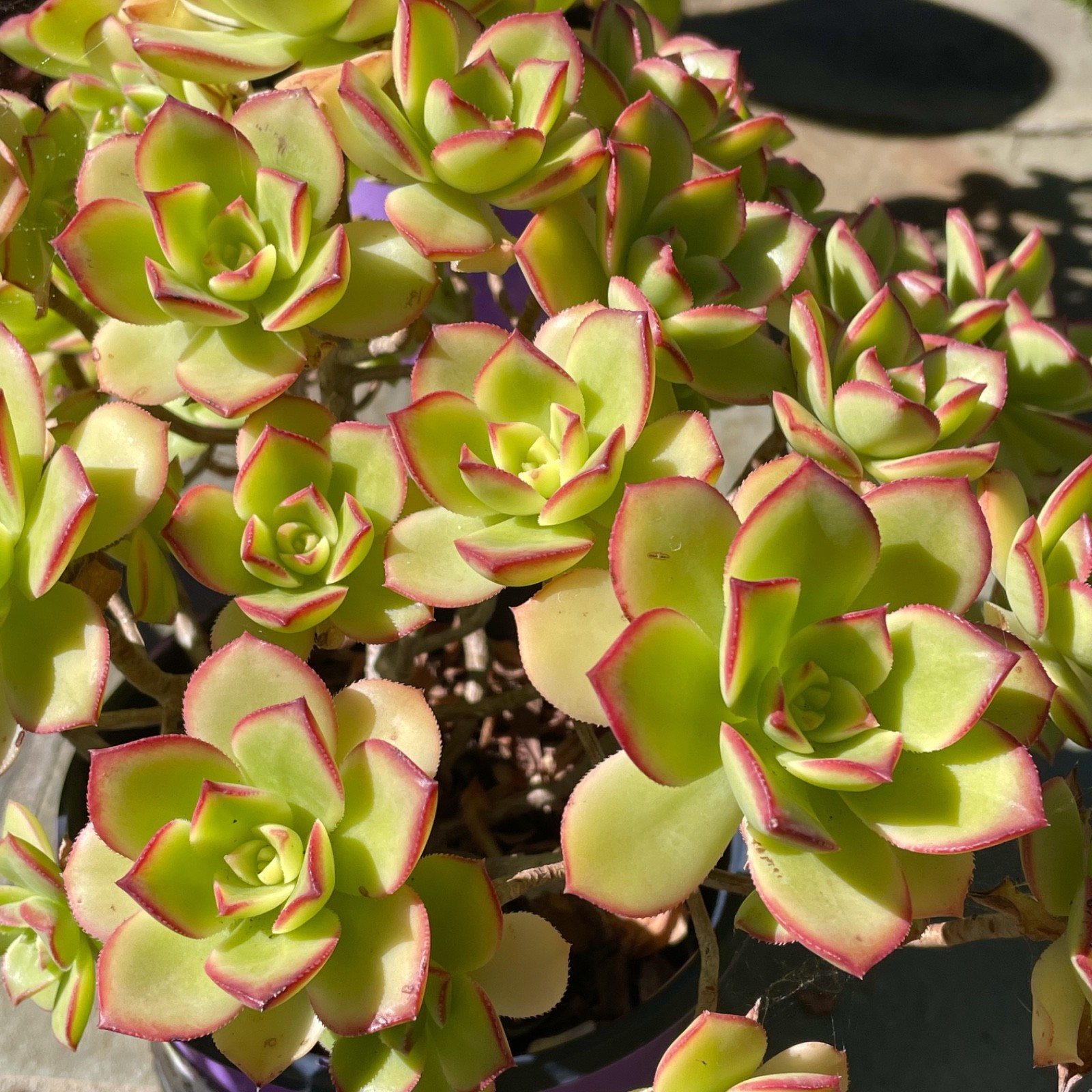 Rare Aeonium Kiwi Variegated Succulent Live Plant Unrooted Cutting 2-3 Inches