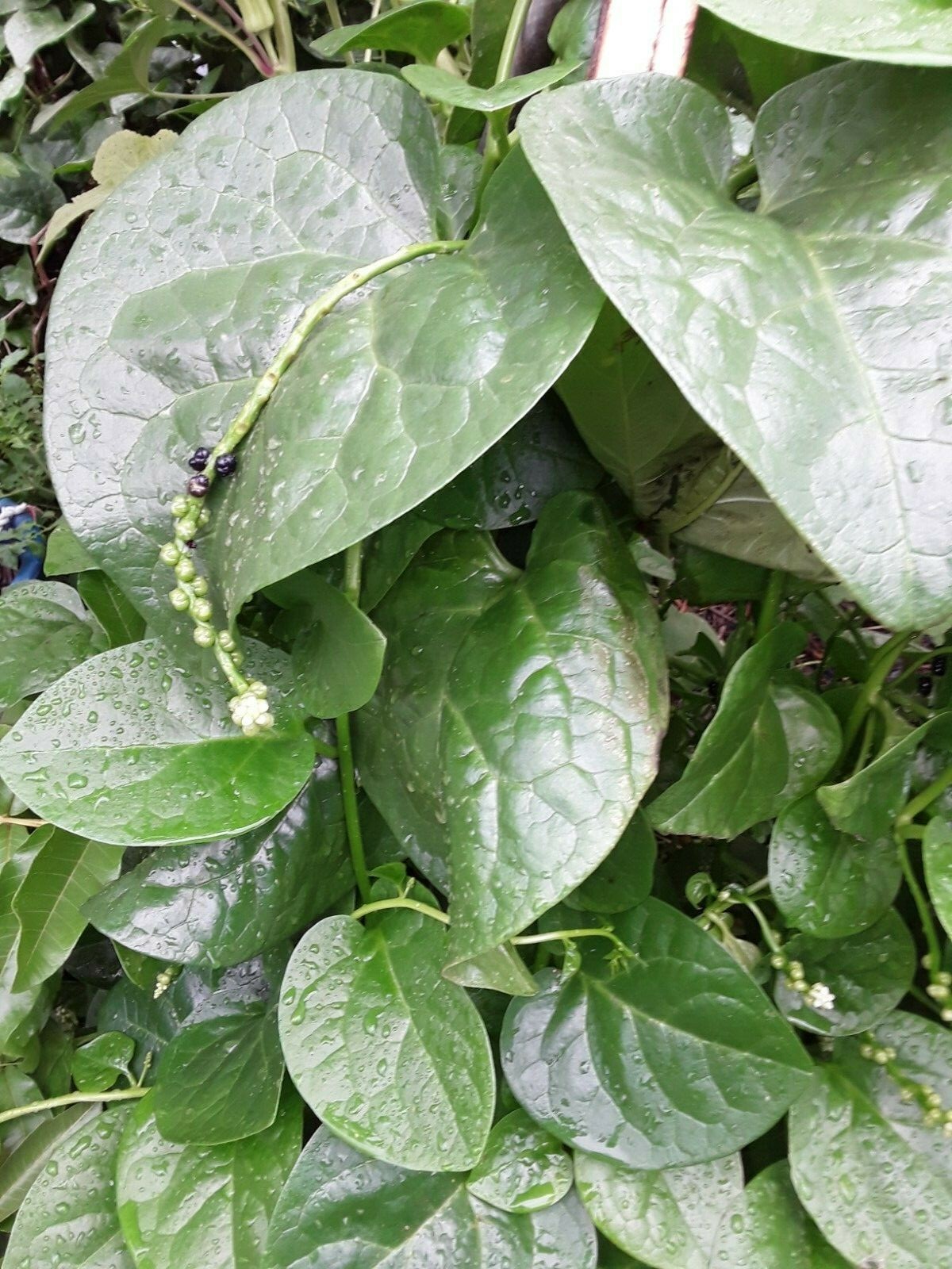 600+ Organic Green Stem Malabar Spinach Alugbati Mong Toi Poi Sang Ceylon seeds