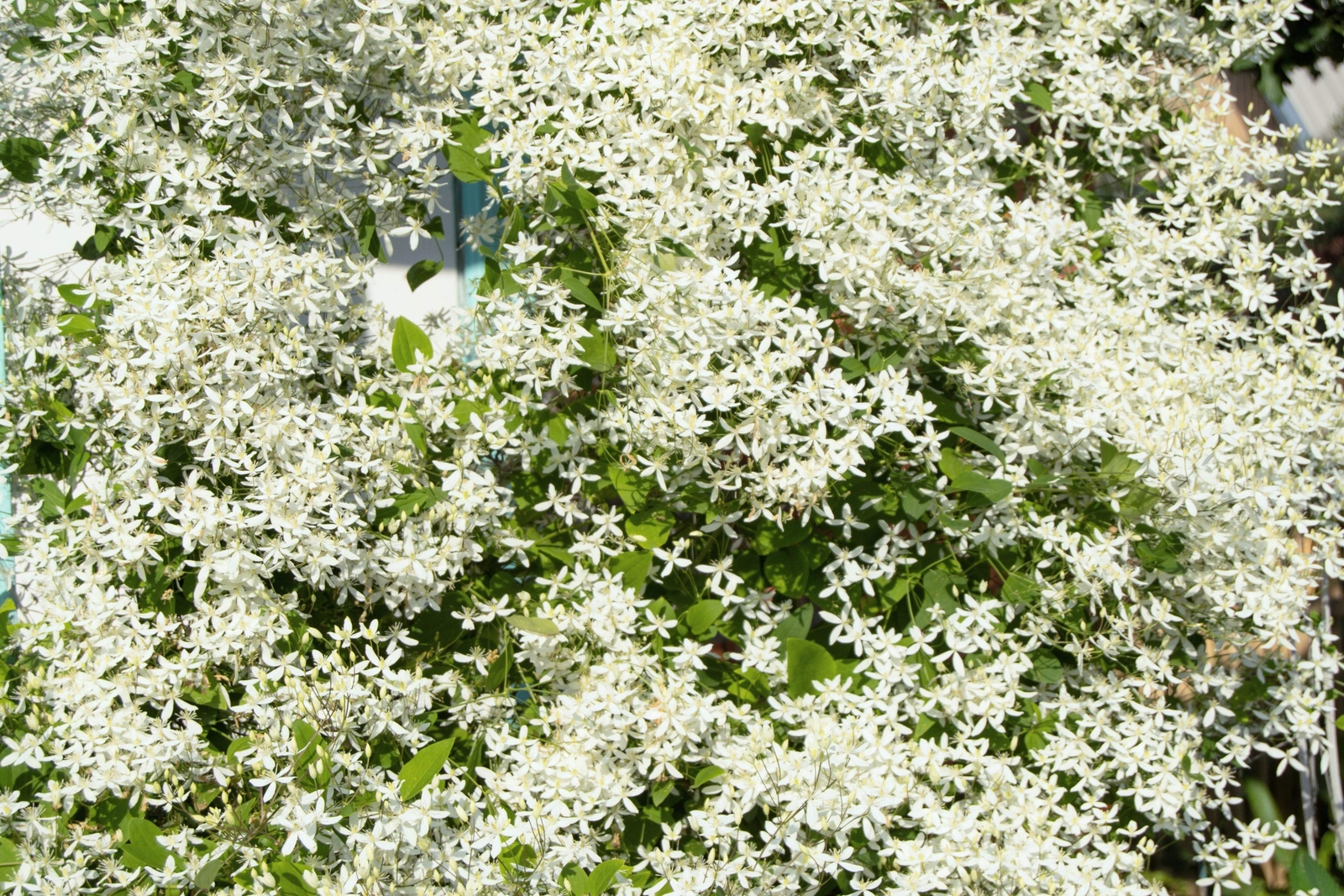 20 SWEET AUTUMN CLEMATIS Paniculata Fragrant Flower Vine Seeds