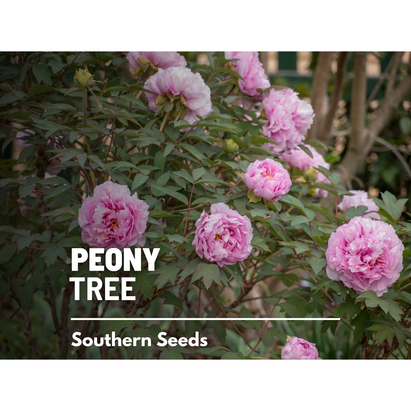 Peony, Moutan Tree – 10 Seeds – Heirloom Shrub – Paeonia suffruticosa