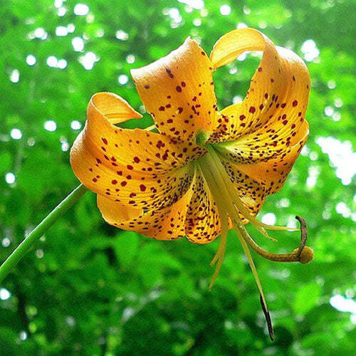Lilium superbum | Turk’s Cap, American Tiger, or Swamp Lily | 10 Seeds