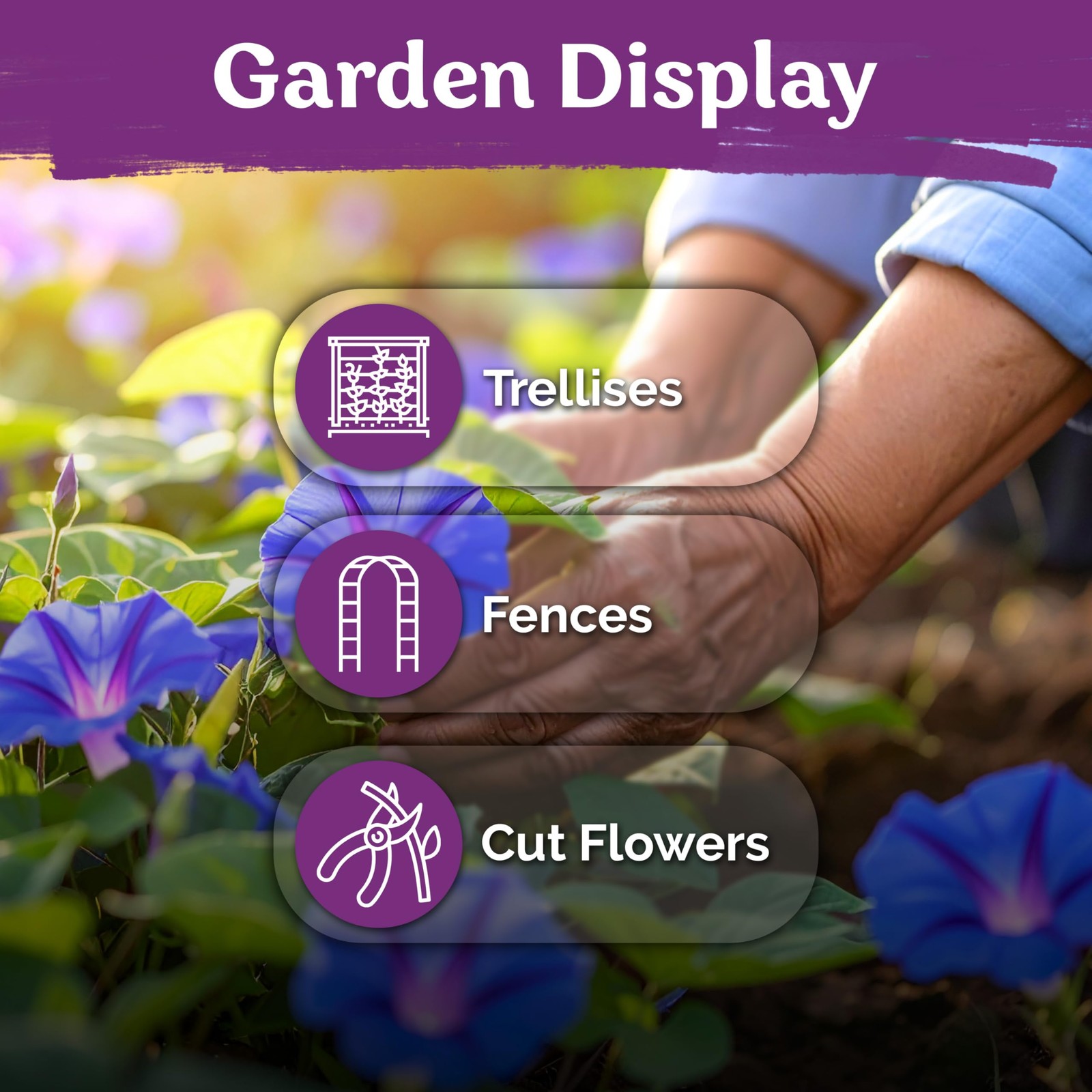 KVITER 150 Grandpa Ott Morning Glory Seeds (Ipomoea purpurea)