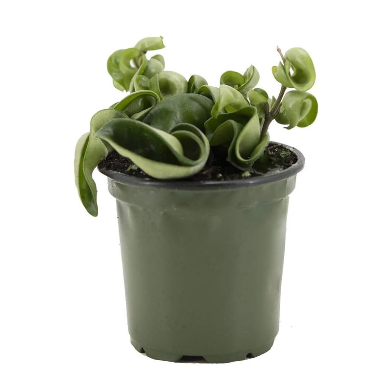 American Plant Exchange Hoya Compacta Hindu Rope 4-Inch Pot Live Flowering Wax