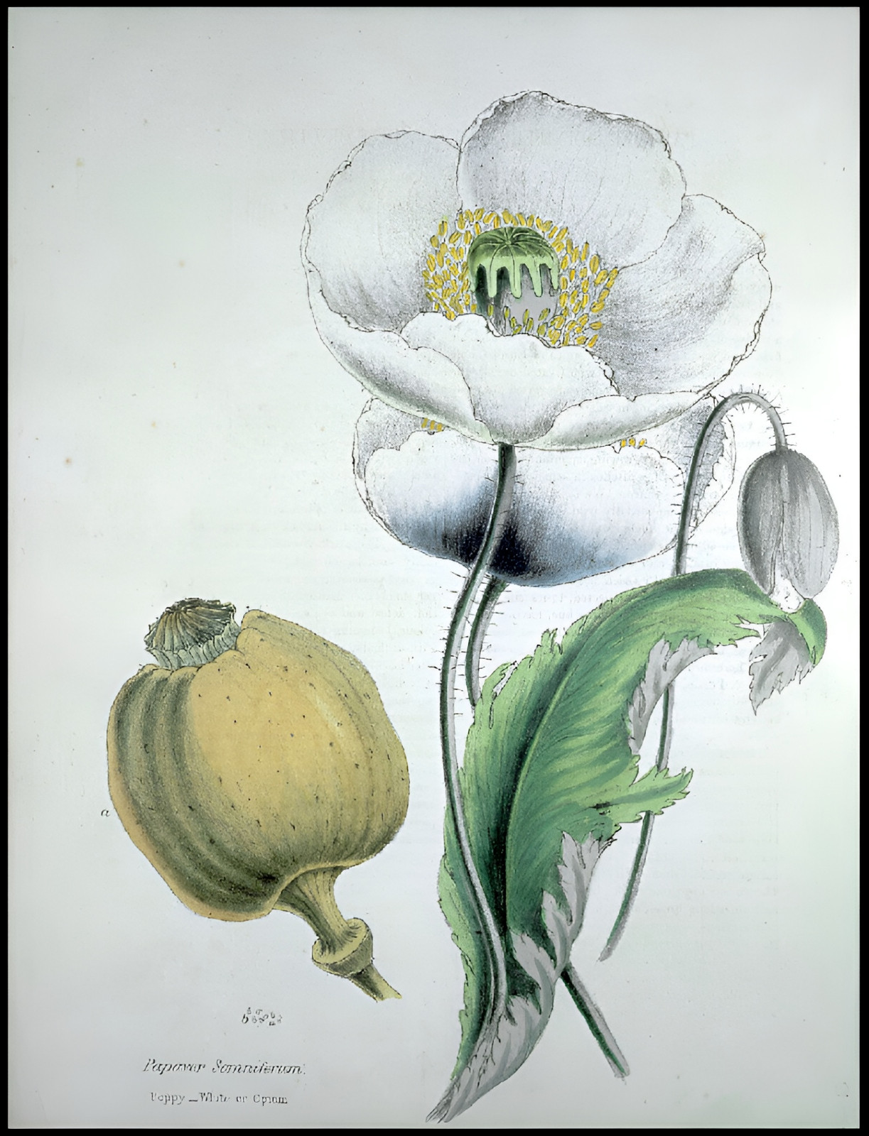 1,000 Turkish Blue Poppy Seeds P. Somniferum Large Purple To Red Blooms Few Left