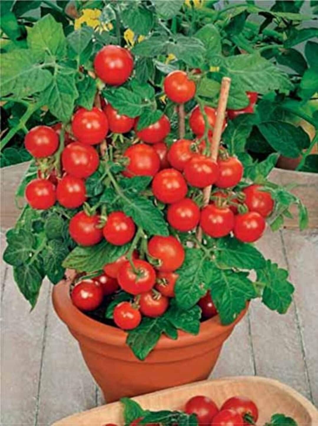 RED ROBIN Dwarf TOMATO Seeds Organically Grown Unique Creek Homestead Certified