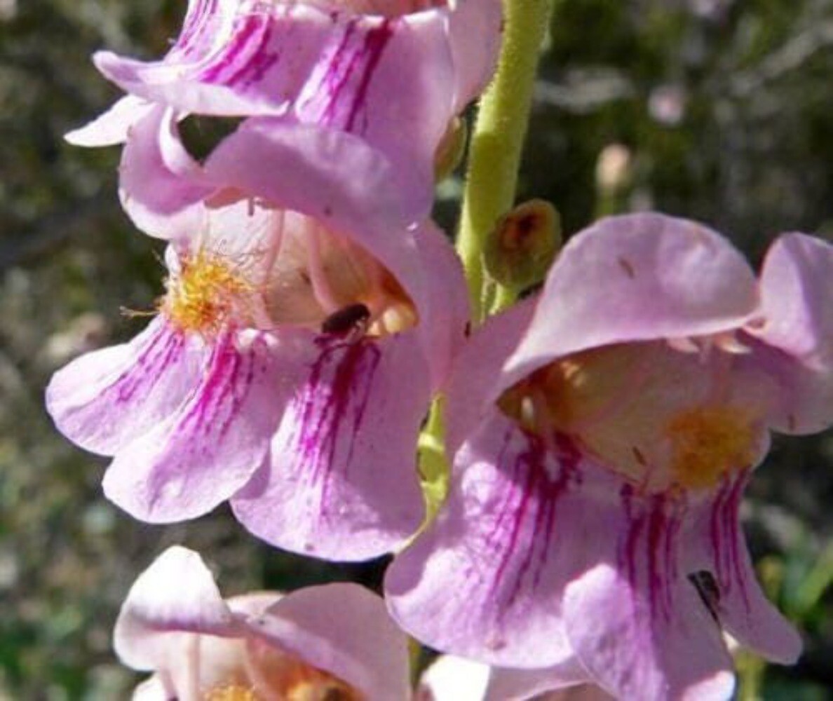 300 PALMERS PENSTEMON (Beardtongue / Balloon Flower) Penstemon Palmeri Flower Se