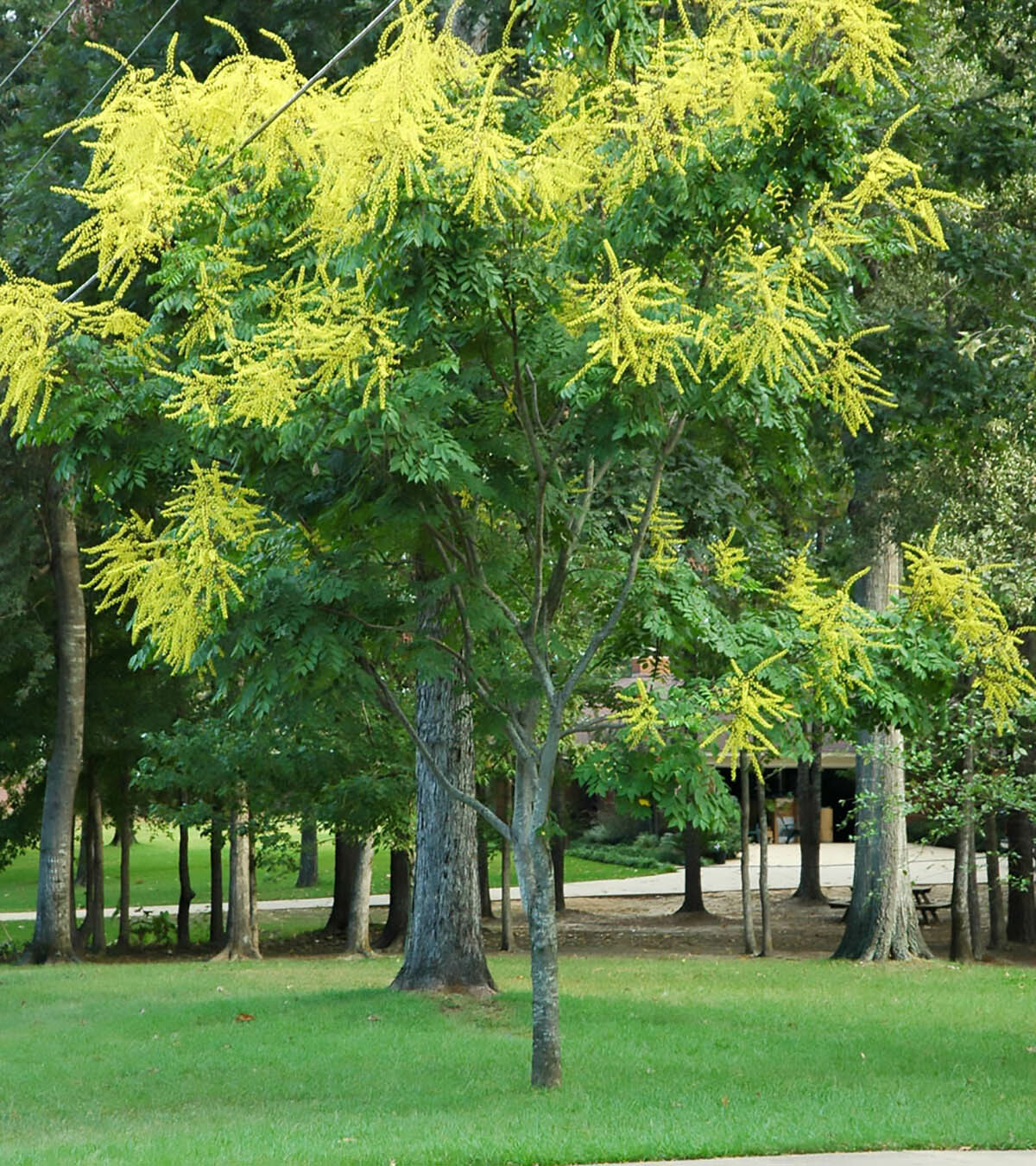 Golden Raintree, Koelreuteria paniculata, Tree Seeds