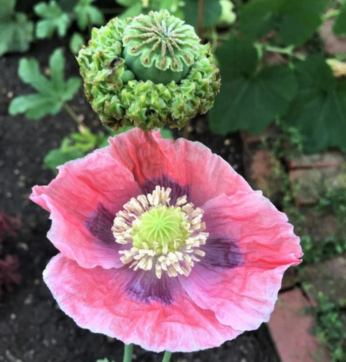 Poppy DELUXE GIANT & DRAMATIC MIX Huge Pods Pollinators Non-GMO 1000 Seeds