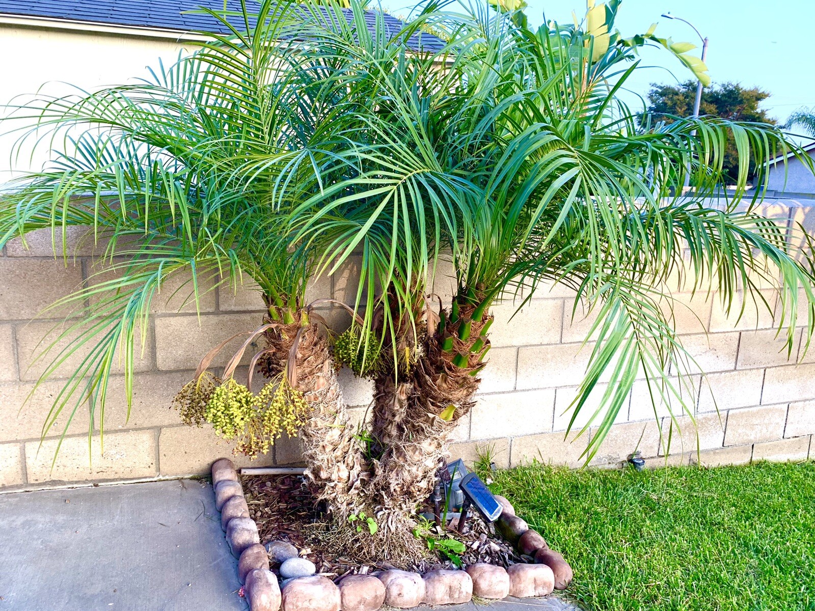 Pygmy Date Palm/ Miniature Date Palm/ Phoenix Roebelenii – 25 Seeds 2024 – USA