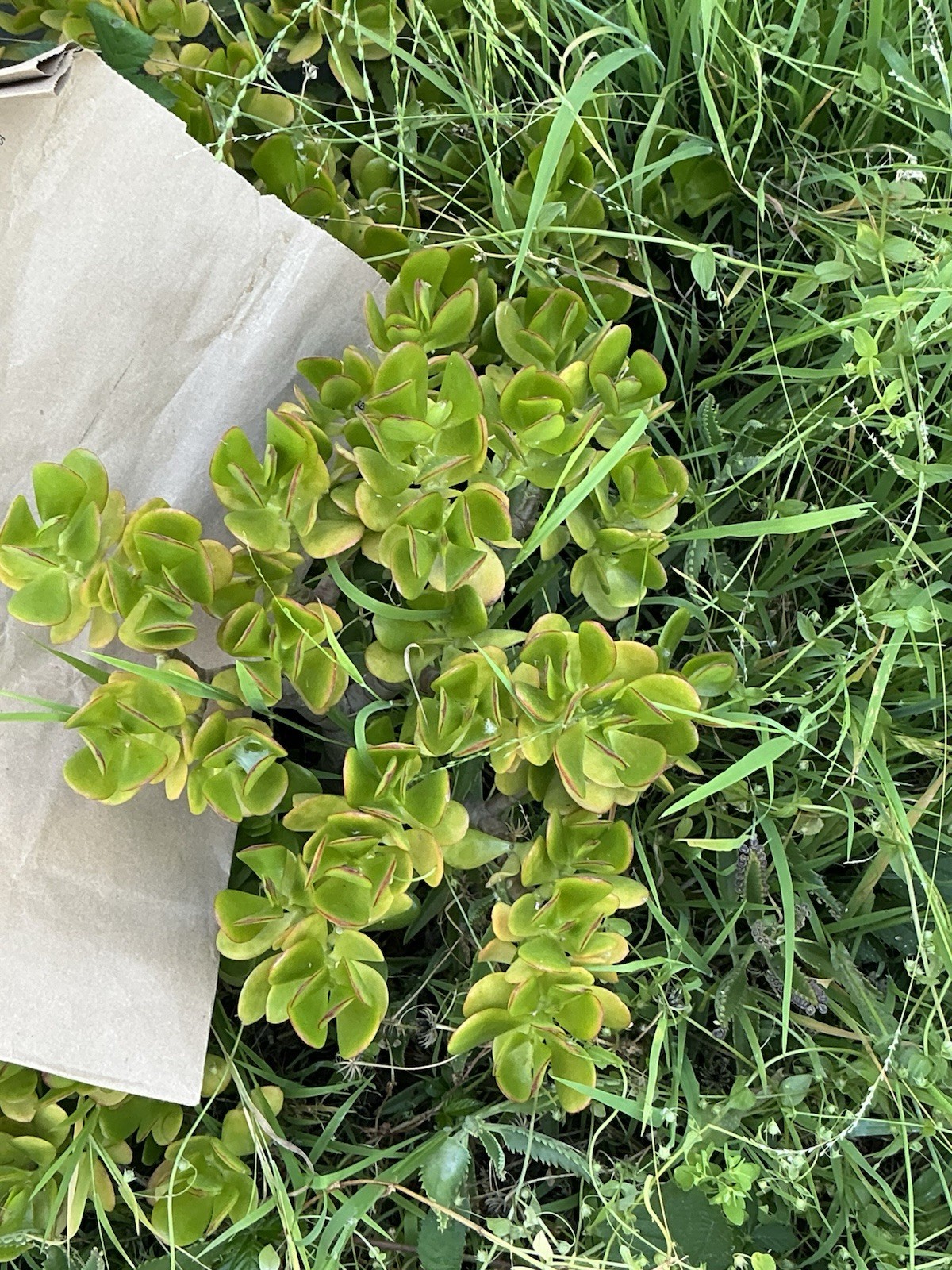 Healthy lush green Crassula Ovata Jade Plant cluster, Rooted 19” tall with roots