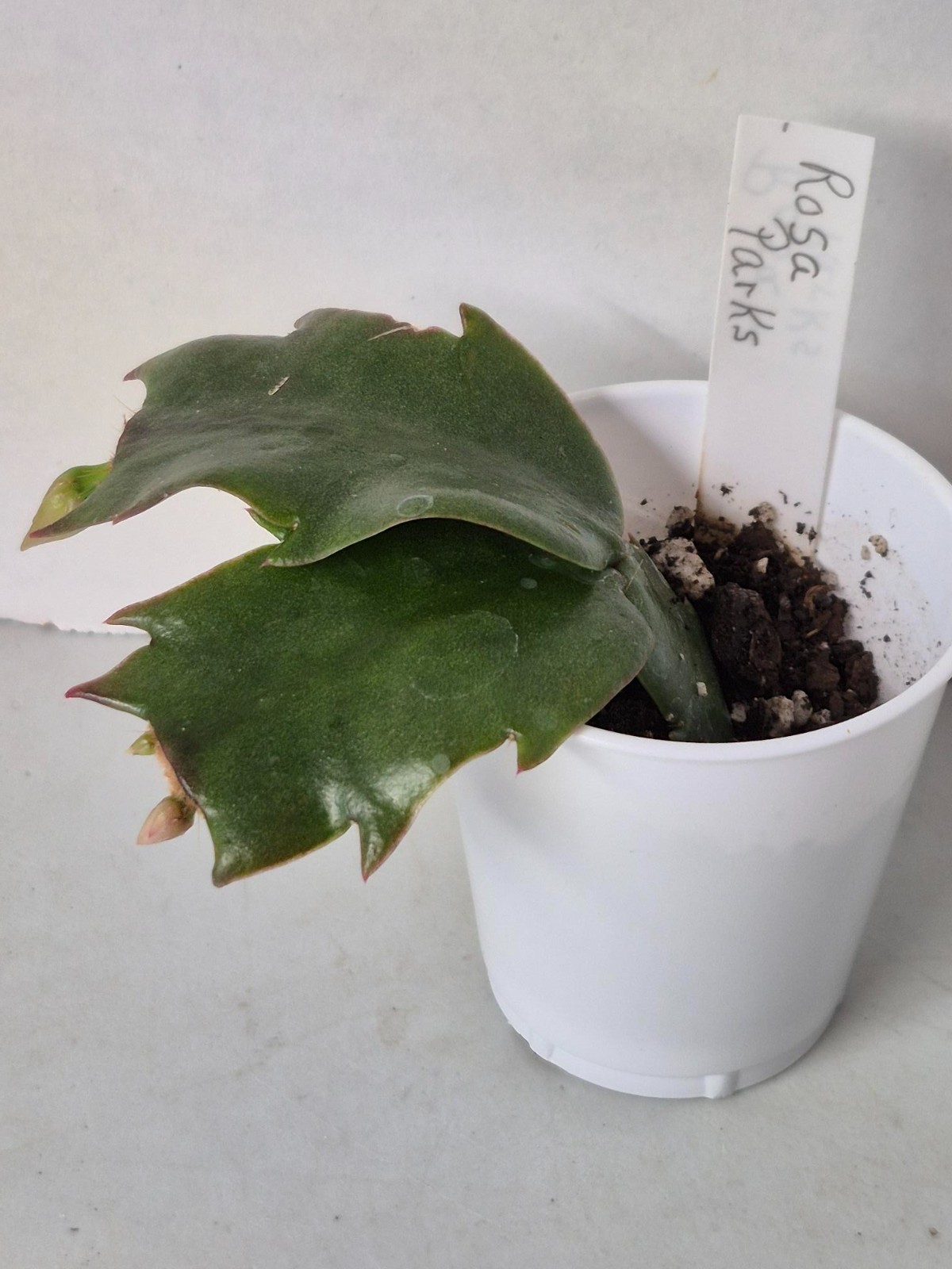 Rosa Parks – Thanksgiving/Christmas Cactus Schlumbergera