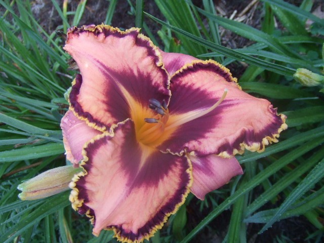 SPACECOAST GONE BULLDOGGIN’ DAYLILY, Purple and Gold Edge. Purple Eye. DF