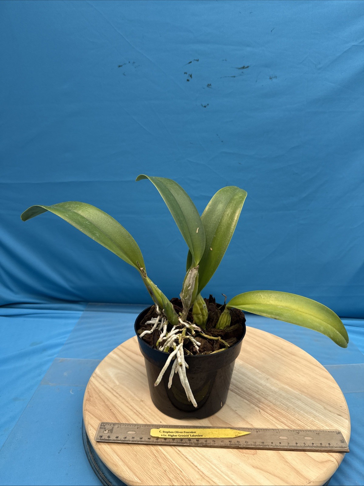 Cattleya Stephen Oliver X Lc Higher Ground Purple White Exact Orchid Eros 7” Pot