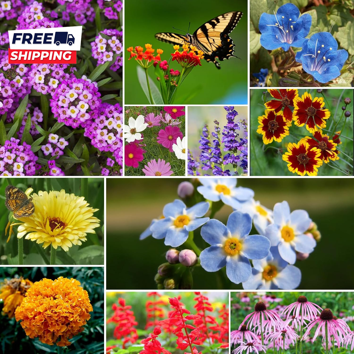 All Perennial Wildflower Seeds Bulk 1/4 Lb 100,000+ Seeds 26 Variety Mix