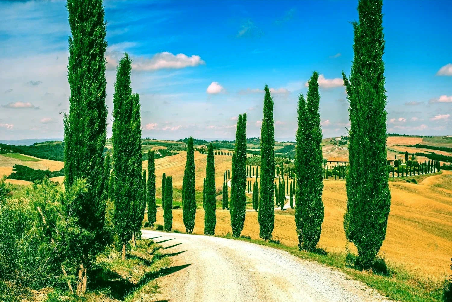 Italian Cypress Tree Seeds (Cupressus sempervirens stricta) Hardy to Zone 7