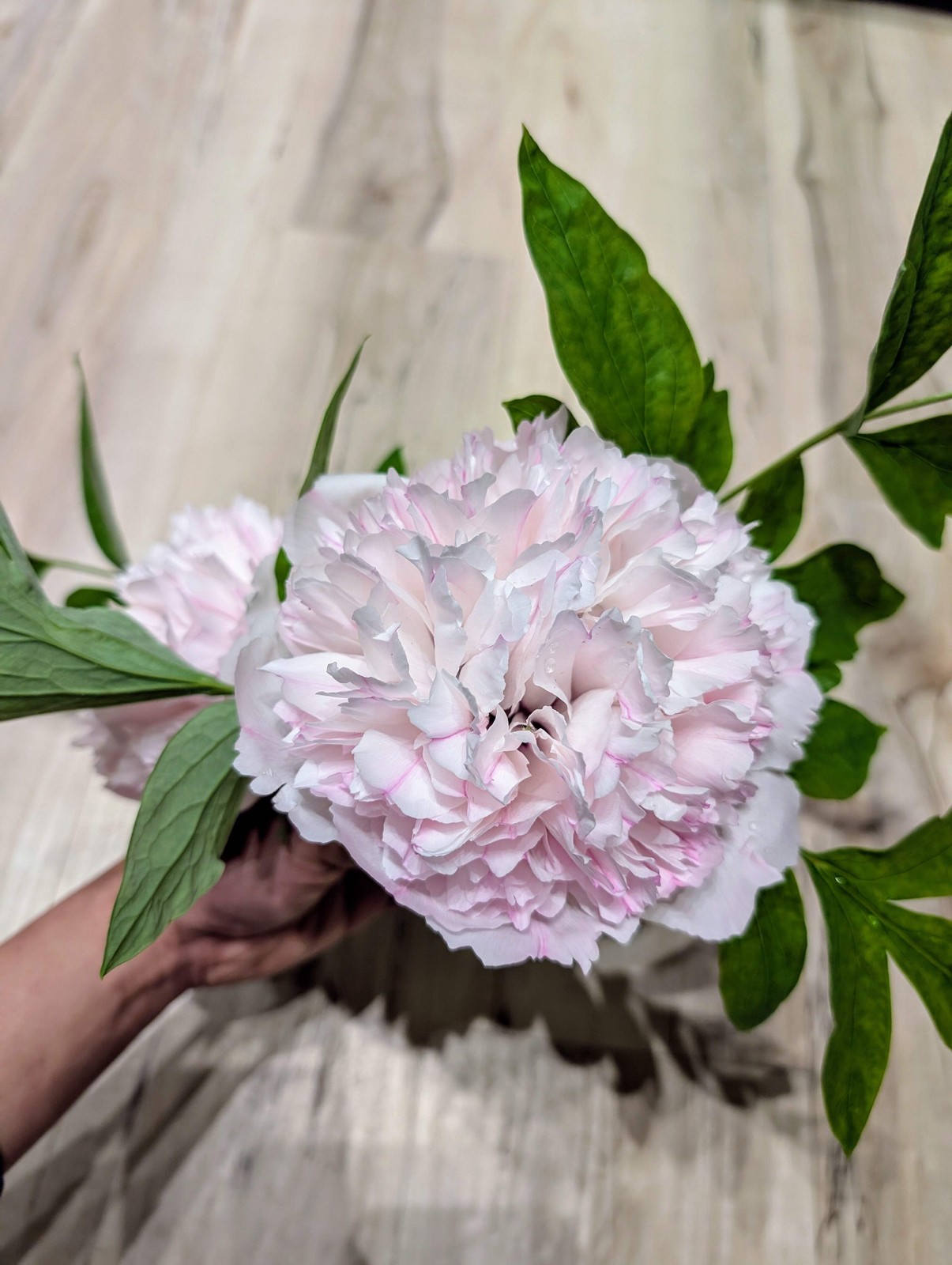 “Red thread girl” large flower tree peony Preorder for fall 2026