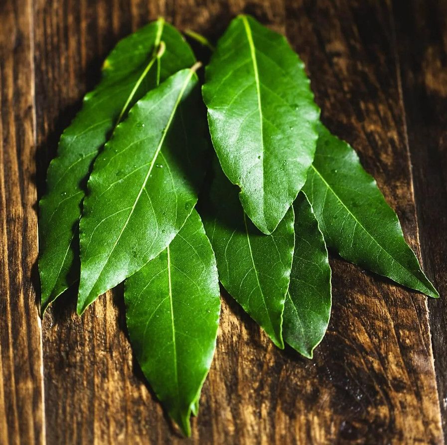 Bay Leaf Tree – Laurus Nobilis – Live Plant in 3″ Pot – 8-10″ Tall