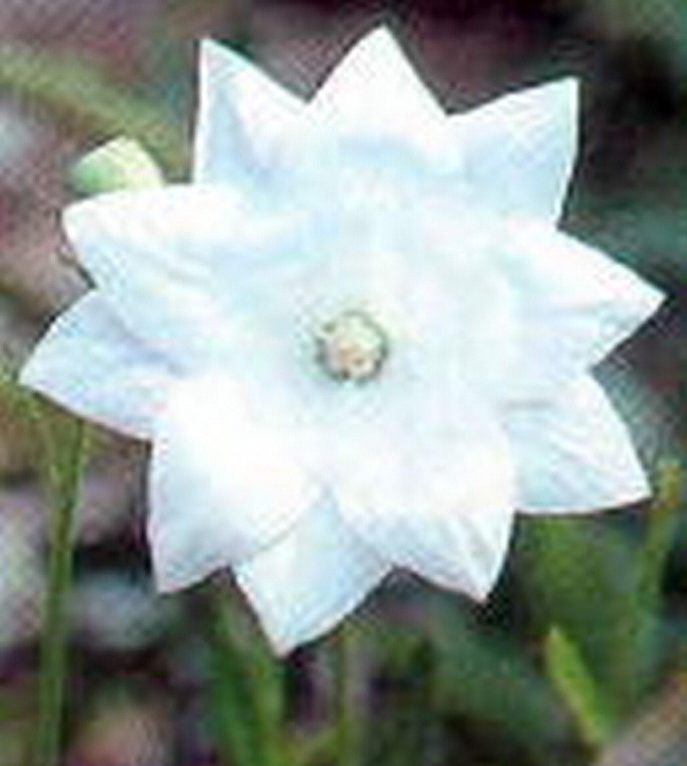 Balloon Flower Fuji White – 50 Seeds -Heirloom- Perennial – Platycodon