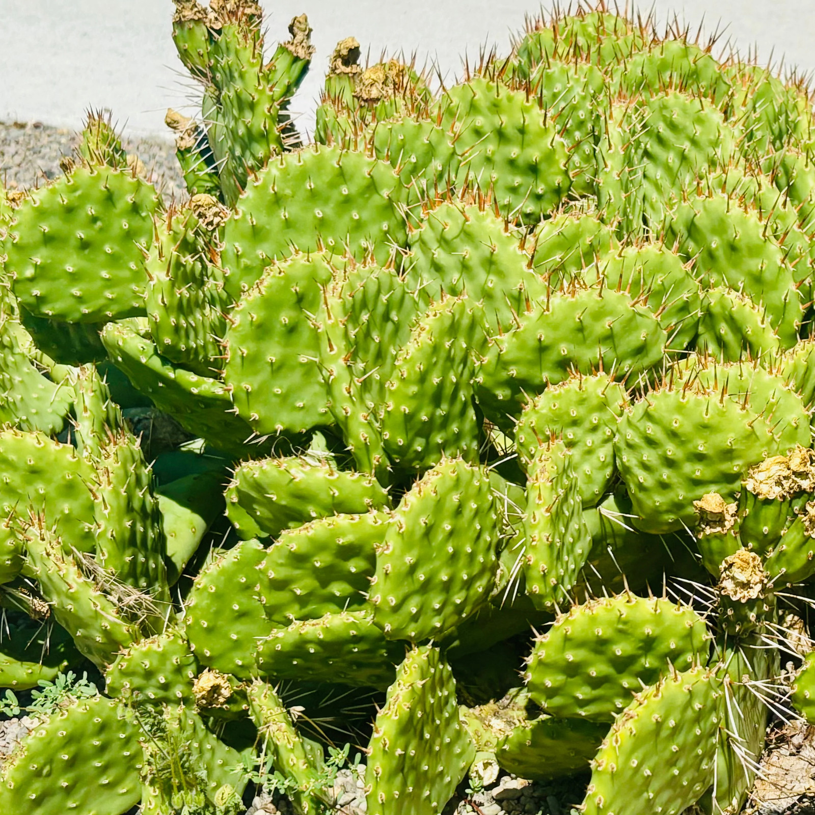 Prickly Pear Cactus ‘Pink Lemonade’ (O. polyacantha hyb) COLD HARDY