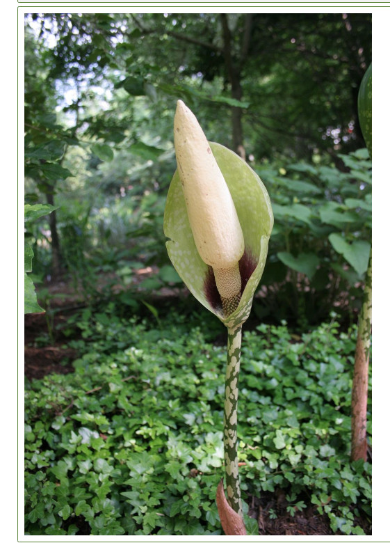 FIVE (5) AMORPHOPHALLUS DUNNII BULBS VOODOO LILY ARUM TUBER CORM AROID