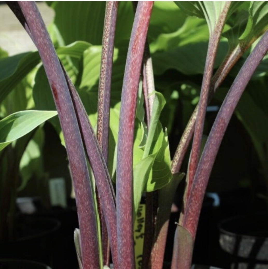 Potted Hosta ‘Valley’s Red Scorpion’ Plant 1gal Red Stem w/ Elegant Leaves WOW!