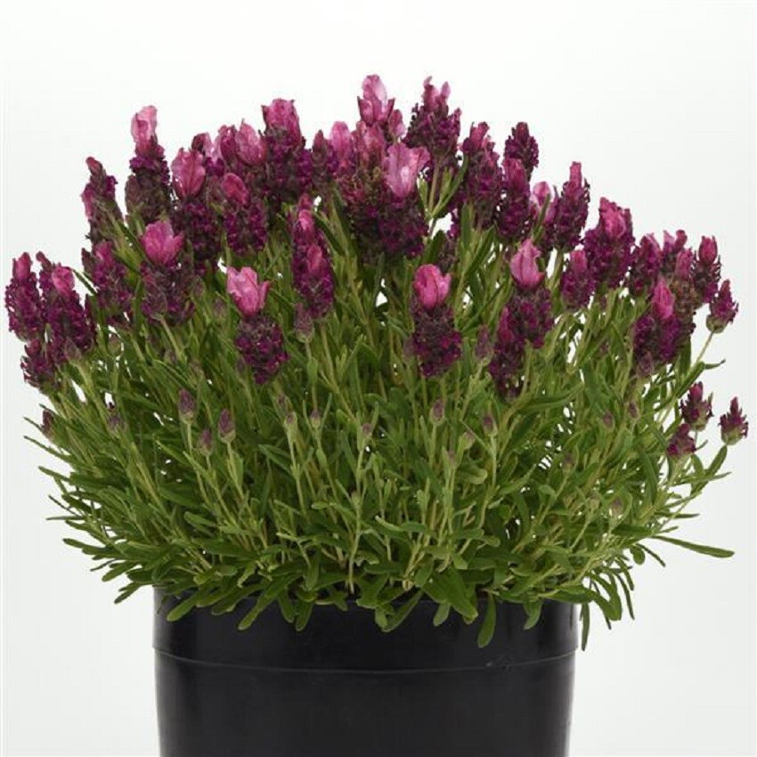Lavandula Seeds 25 Lavender Bandera Deep Rose Spanish Lavender Seeds