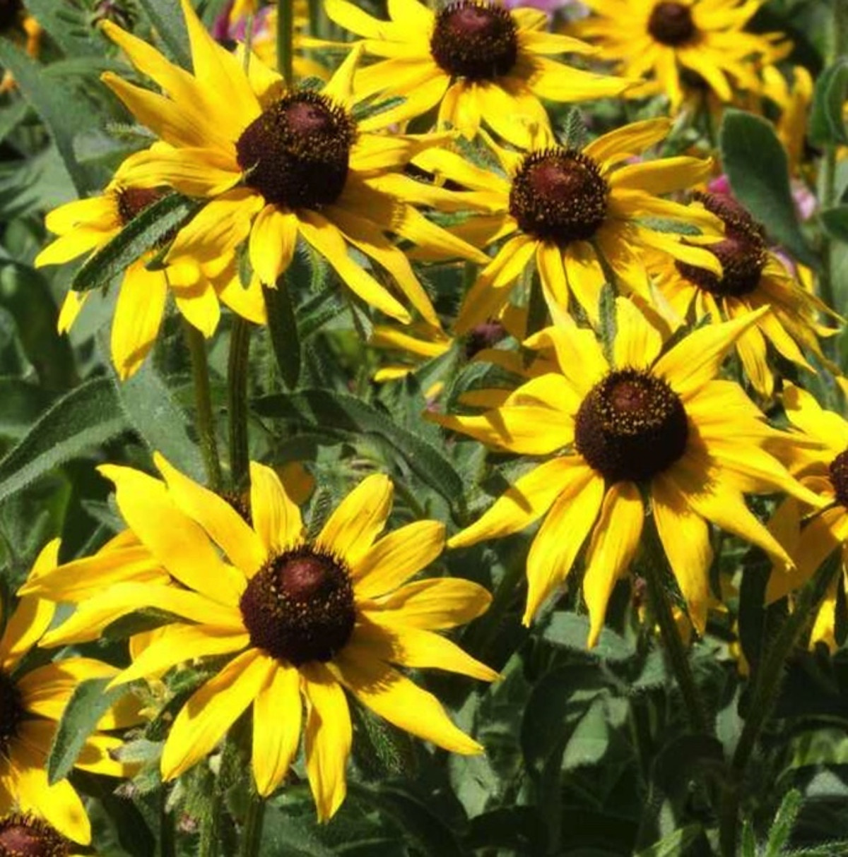 Organic Rudbeckia Hirta SEEDS~Gloriosa Daisy BlackEyed Susan~Color Variation Mix