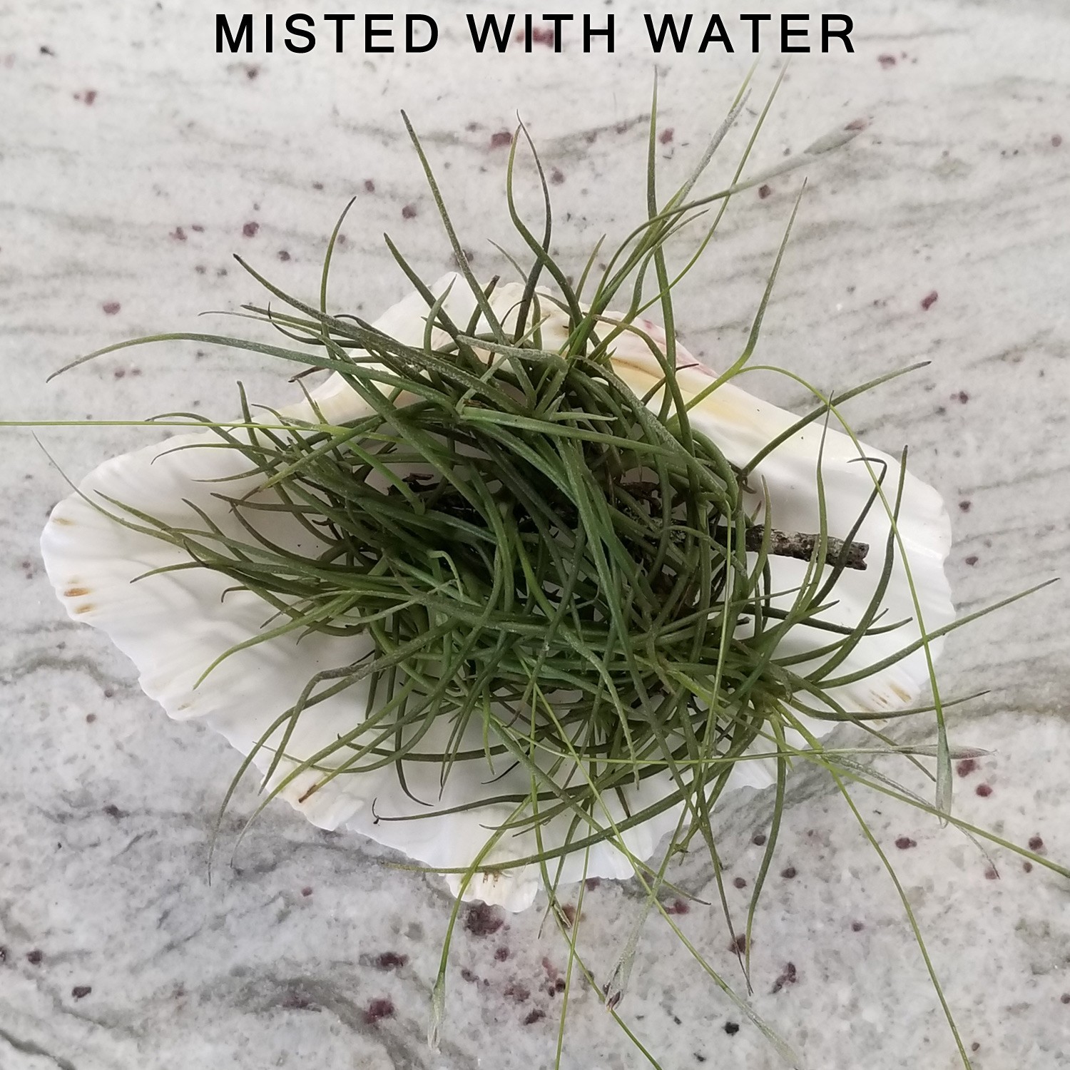 Live Air Plants (6 Pack) Tillandsia Recurvata – Texas Ball Moss – Small Ballmoss