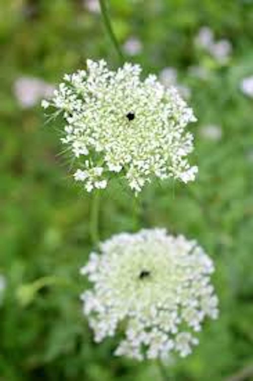 3 Queen Anne’s Lace Bare Root Daucus Carota Perennial Wildflower