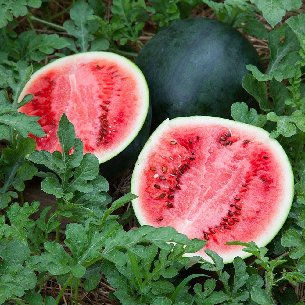10+ Sugar Baby Watermelon Seeds ————- SUPER SWEET – HEIRLOOM – NON GMO