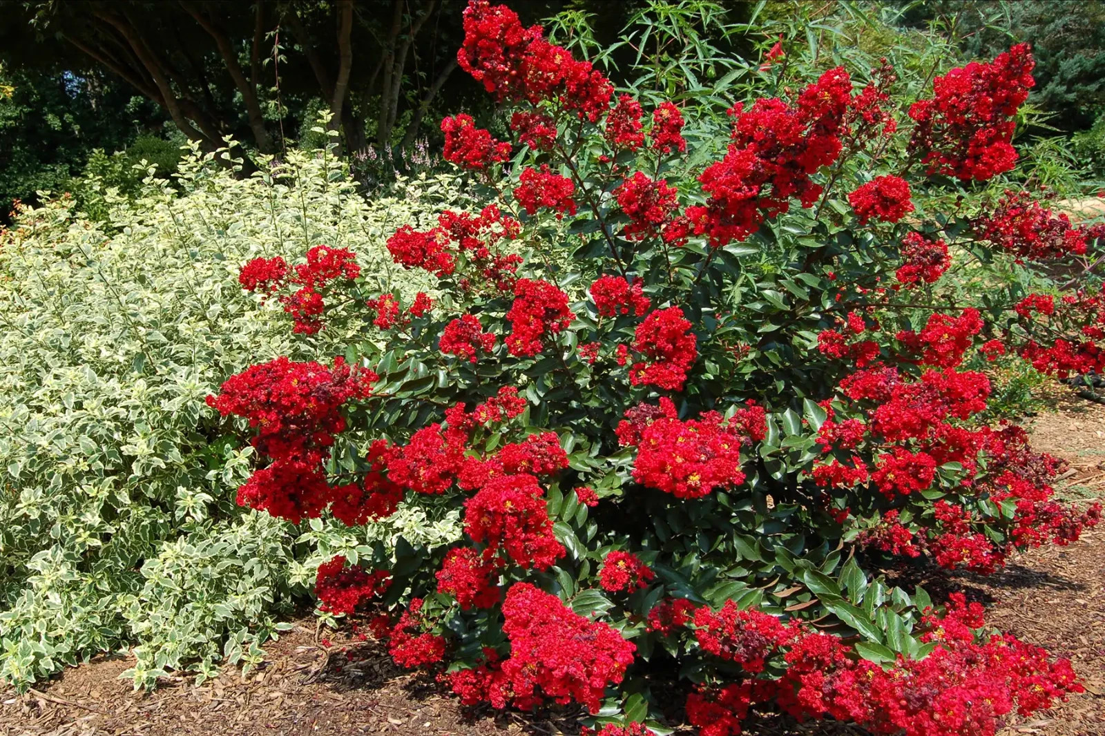 Scarlet Rooster Crepe Myrtle Plant