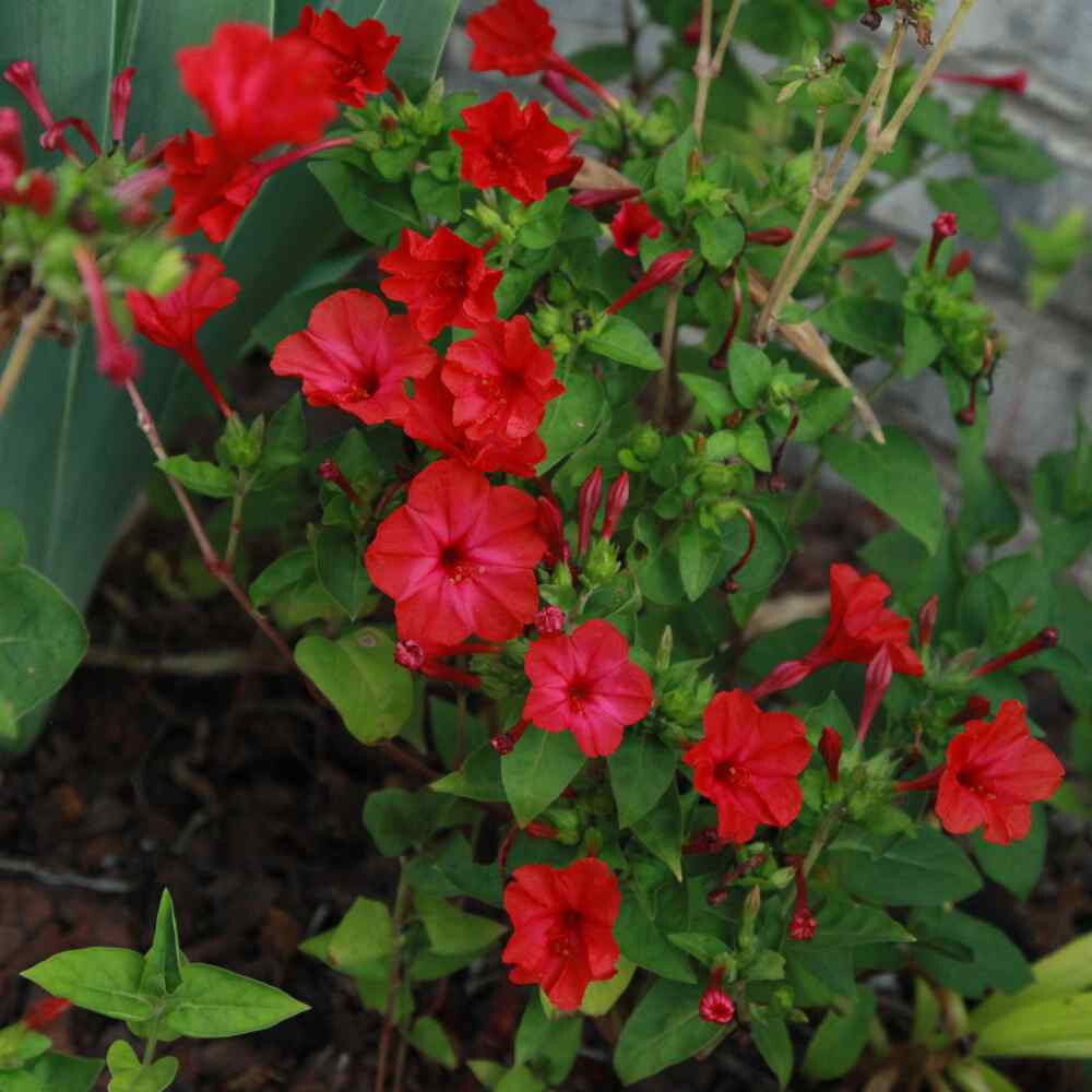 100 Red Four O’Clock Flower Seeds Mirabilis jalapa