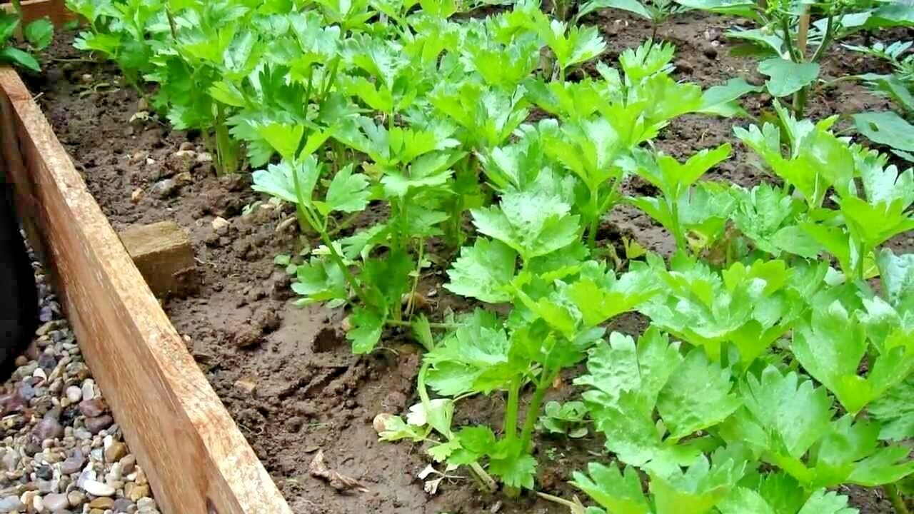 1000+TALL UTAH CELERY Seeds Organic Heirloom Vegetable Summer Garden Container