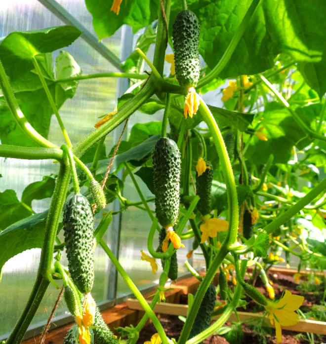 Parisian Gherkin Cucumber Seeds | Cornichon Mini Pickle Seed 2024 Fast Shipping
