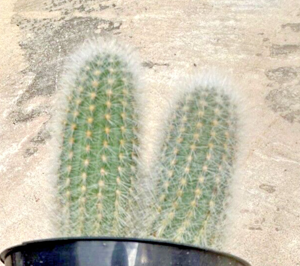 Thrixanthocereus Senilis, 4 heads per container, Comes in a 3.5″ Pot
