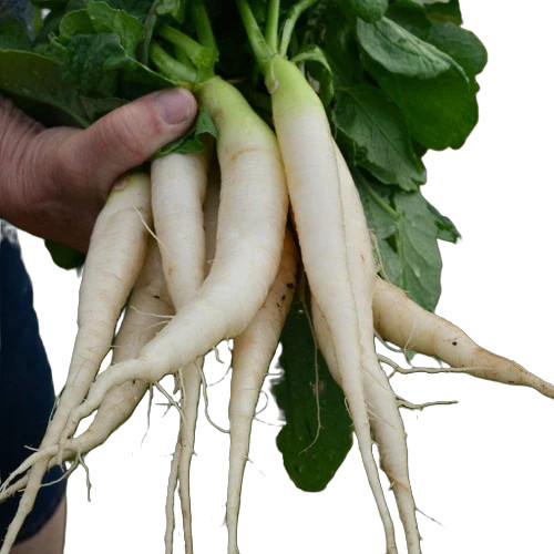 White Icicle Radish Seeds, NON-GMO FREE SHIPPING!
