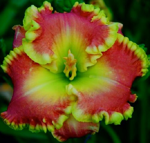 DR. JERROLD CORBETT Daylilies 2 fans Return and multiply yearly World’s Finest