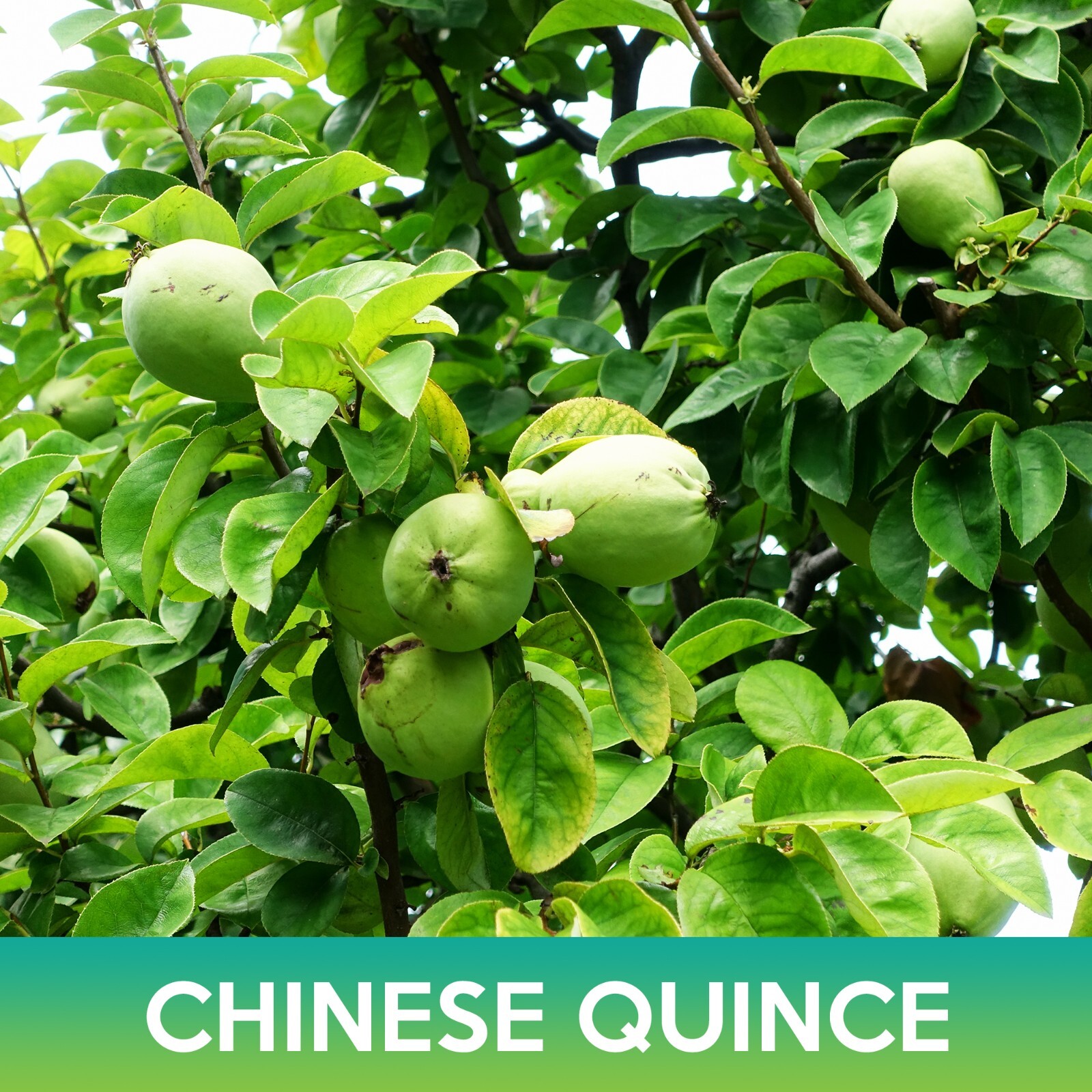Chinese Quince Seeds, Pseudocydonia sinensis
