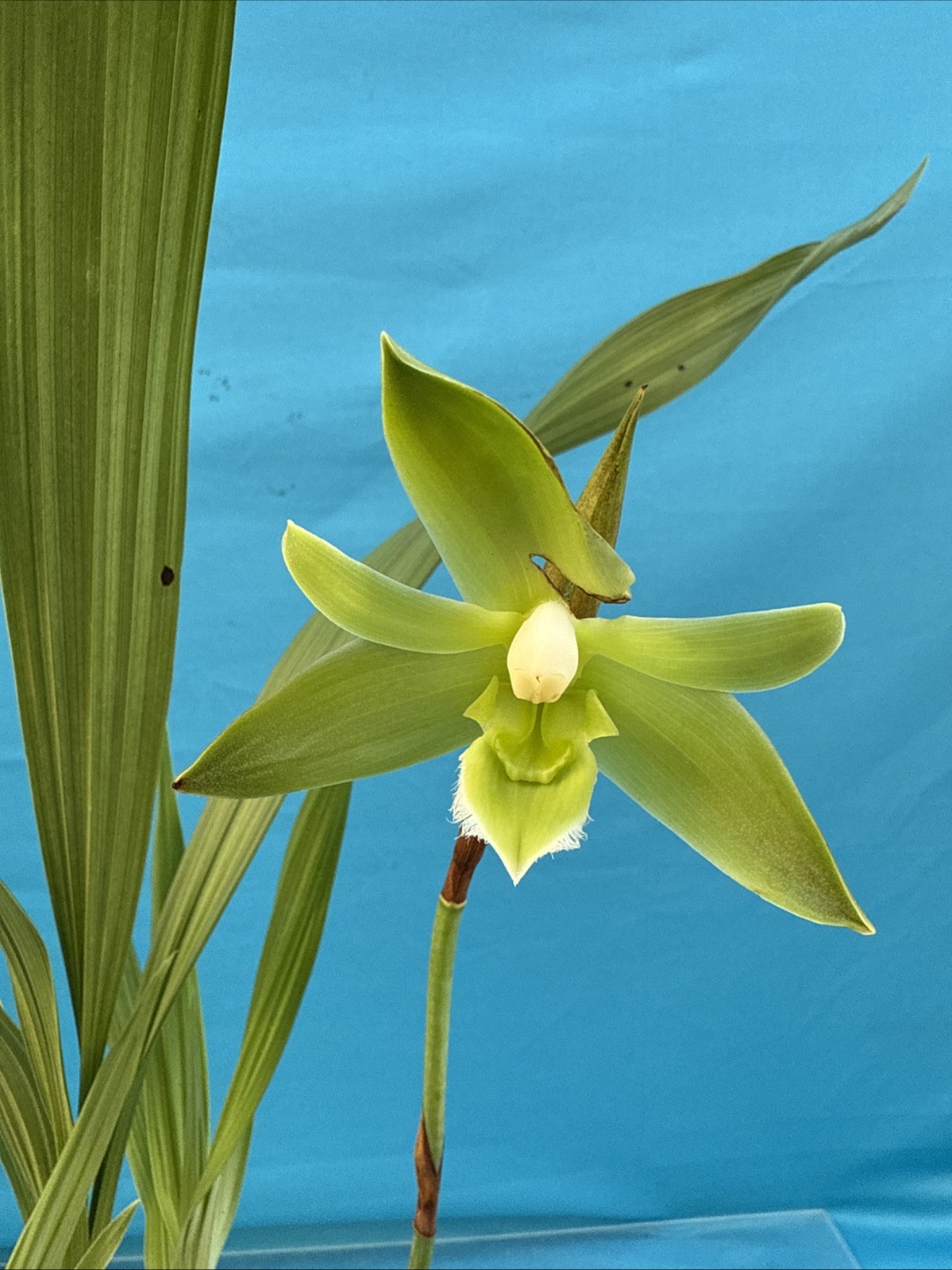 Lycaste (Ida) locusta Green White Bloom Size Orchid Species New Grow 5.5” Pot