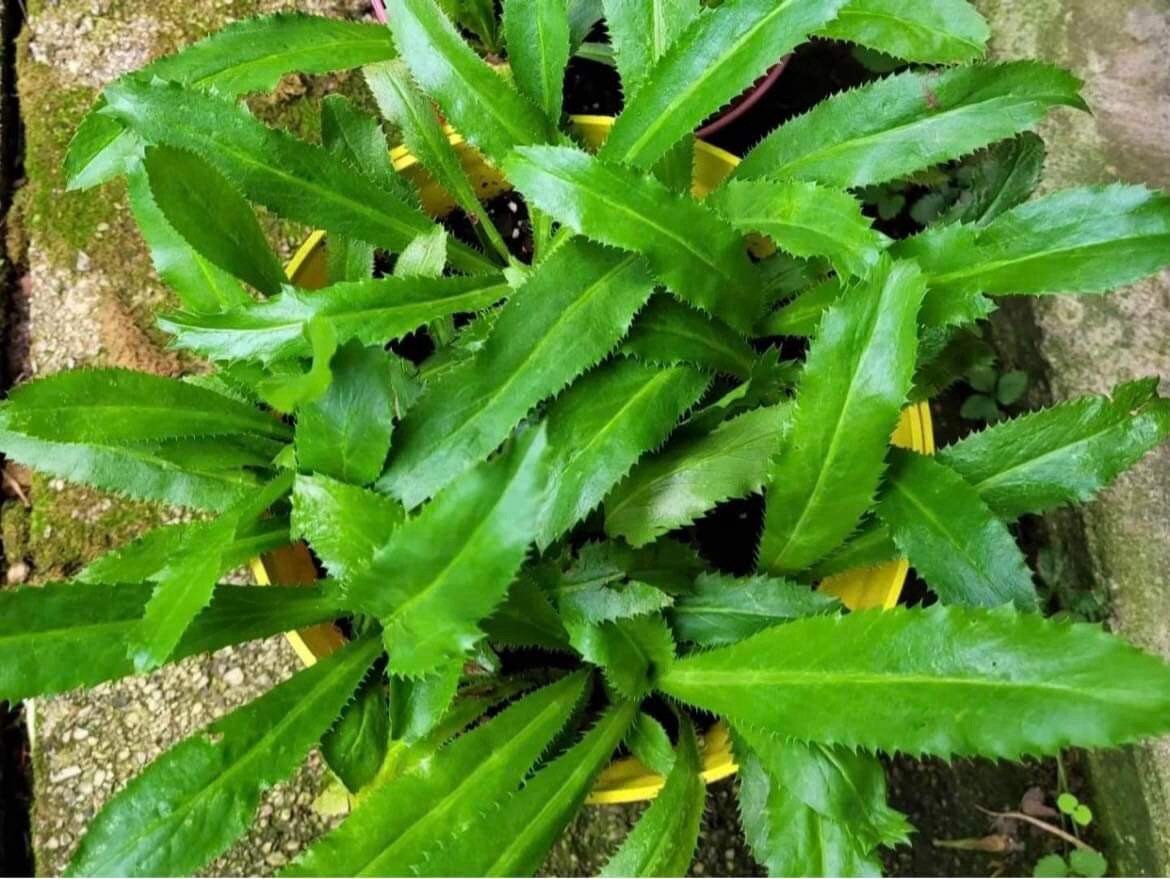 1000+ SEEDS Culantro Ngo Gai | Recao | Mexican Coriander | NON-GMO