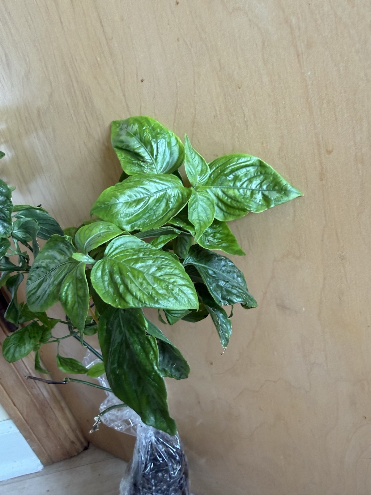 20in Cay La Cam – Vietnamese Magenta plant – Lá Cẩm