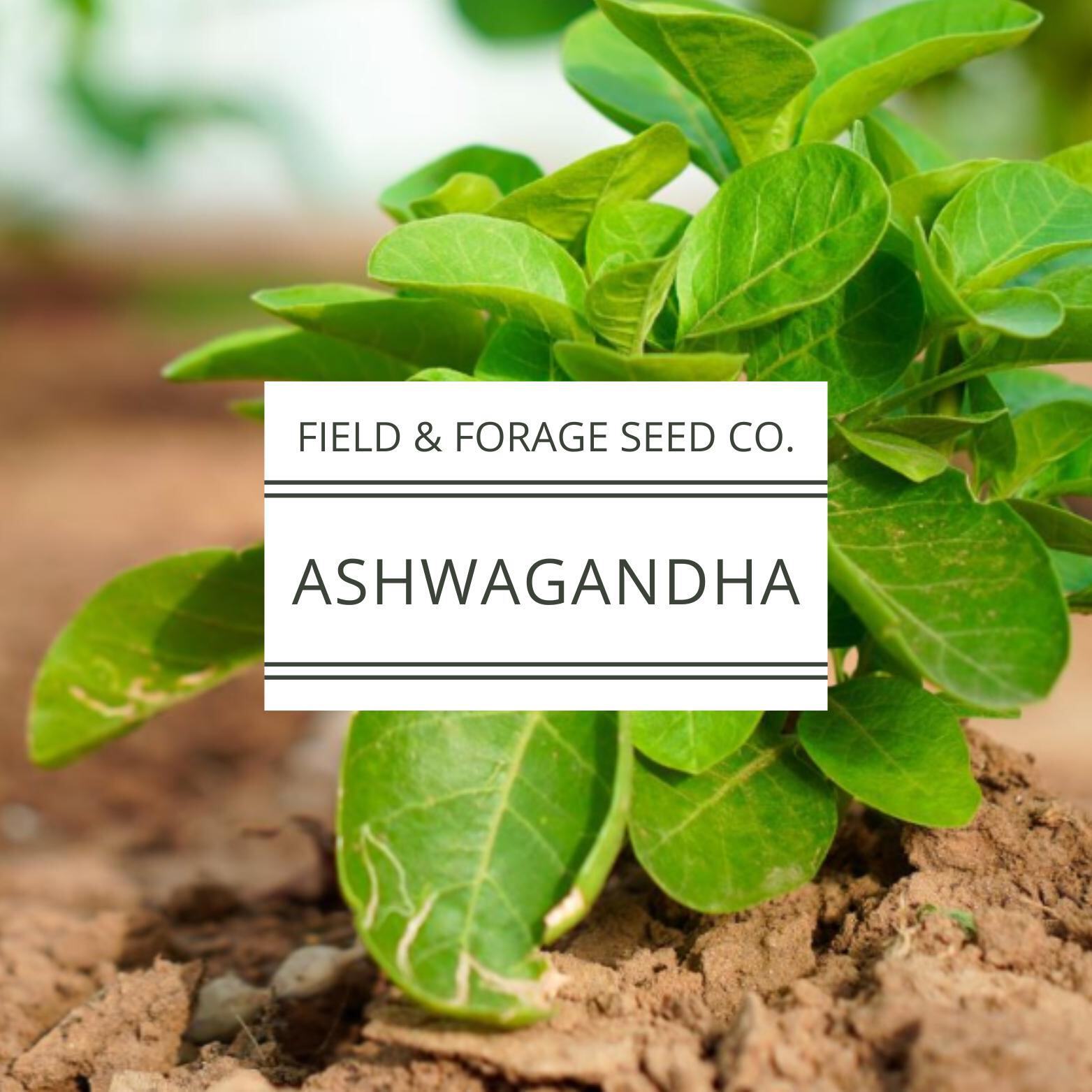 Ashwagandha Seeds | Withania somnifera | Heirloom | Non-GMO Herbal Gardens | 30