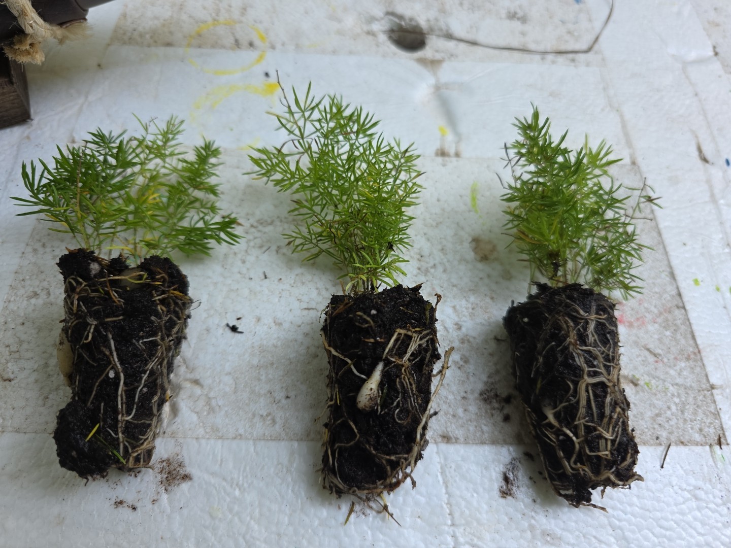 3 Asparagus Foxtail Fern Seedling Asparagus Meyeri 3″-4″ tall Nice