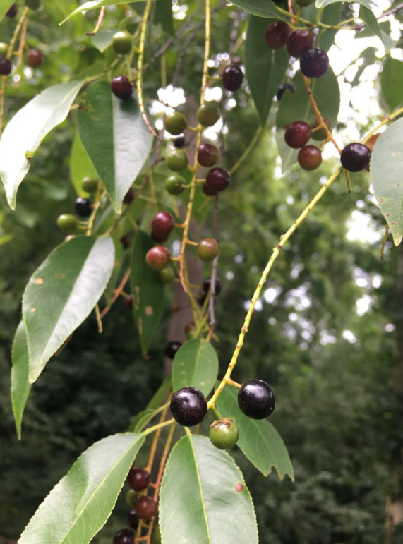 2 Black Cherry Trees Bare Root Live Plants Prunus Serotina Outdoor Garden
