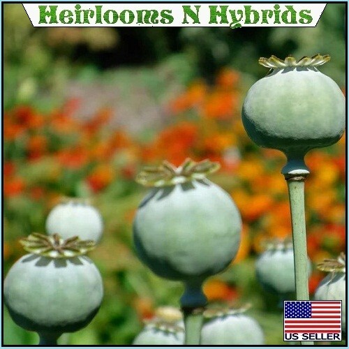 5,000 The Giant Rattler Papavear Somniferum Giganteum Poppy Seeds For Planting