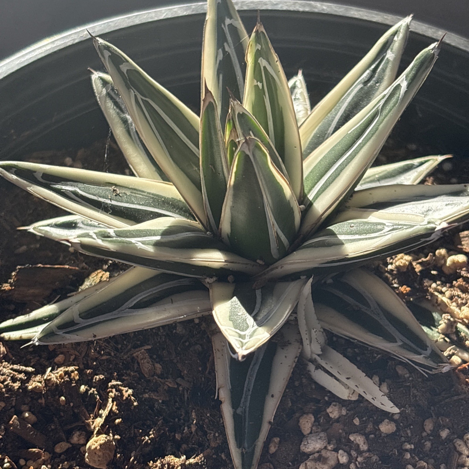 Agave White Rhino (Agave Victoriae Reginae ) ‘Albomarginata’ 8 in pot