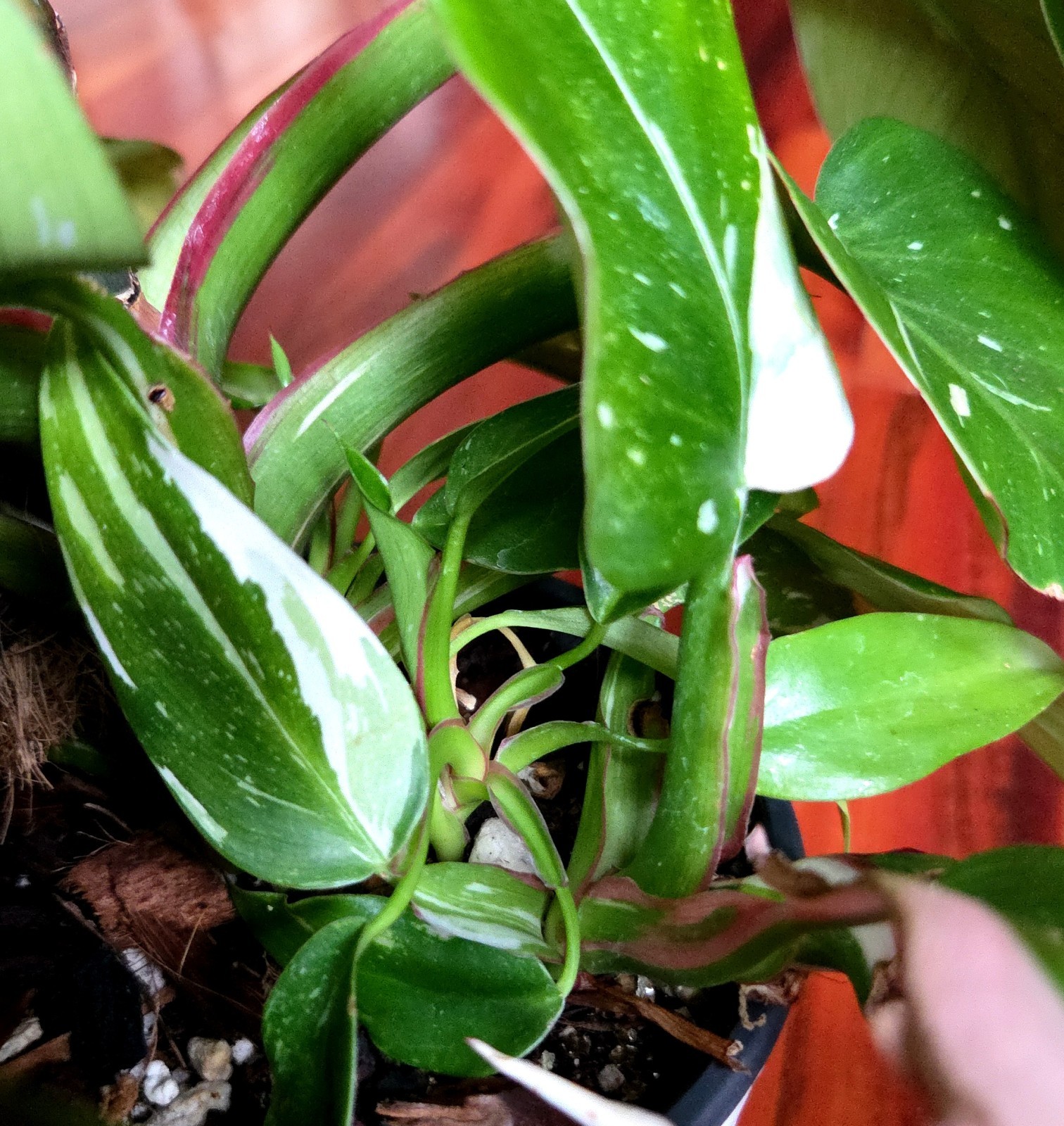 Rare Philodendron White Princess Tricolor 25″ Tall w/ Pups Not Aroid Anthurium