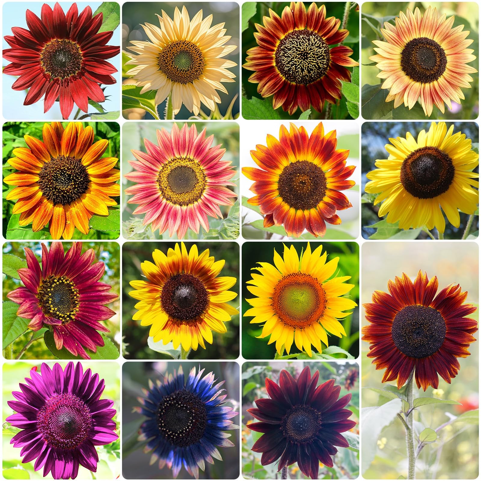 Groundio Sunflower Seeds for Planting 15 Varieties 1 Oz 300 Mixed Seeds to Plant