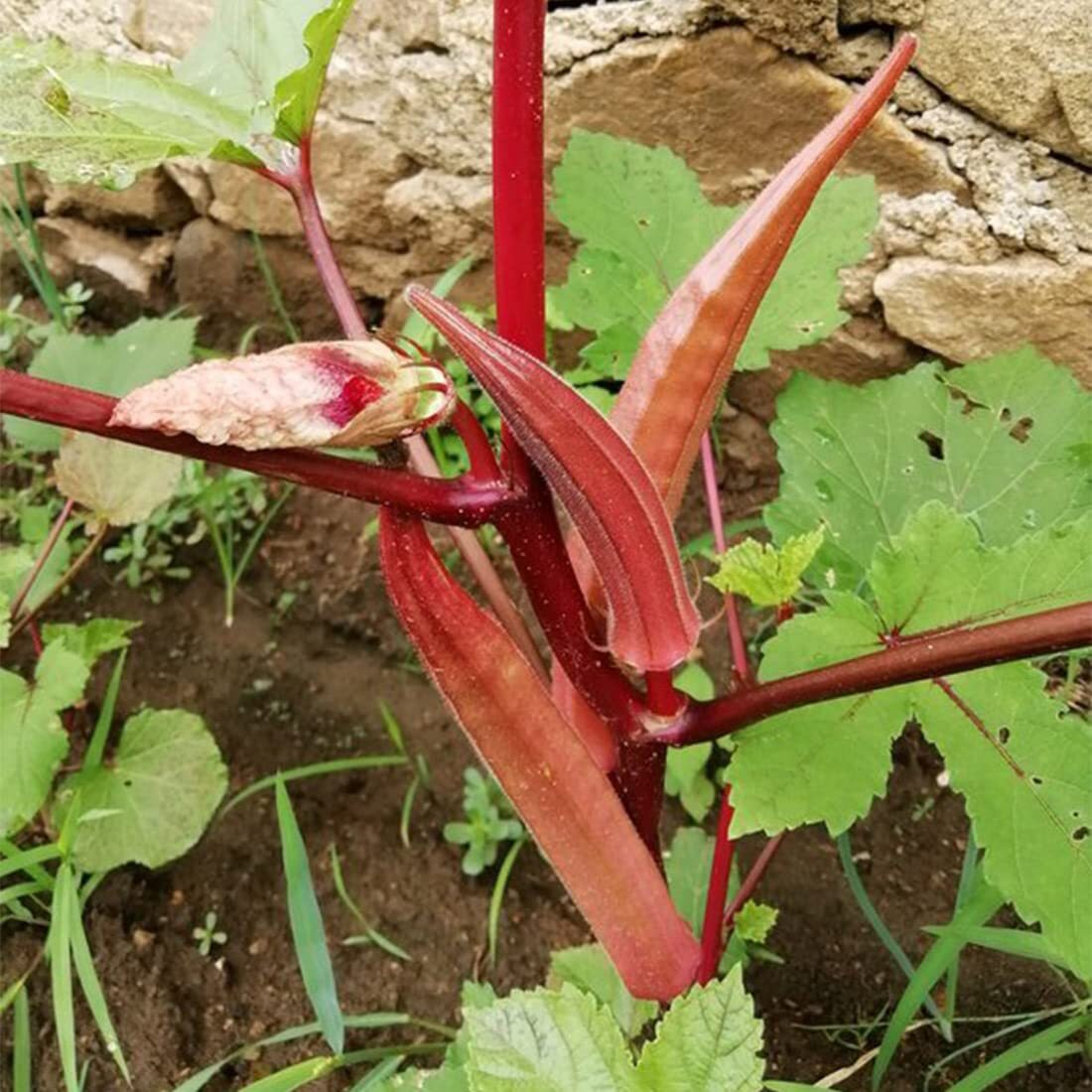 150+Red Okra Seeds�for Planting�in Garden & Outdoor?Drought-Resistant Okra Heirl