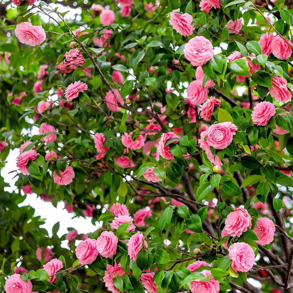 3 Gal. Camellia Shi Shi Shrub with Pink Flowers